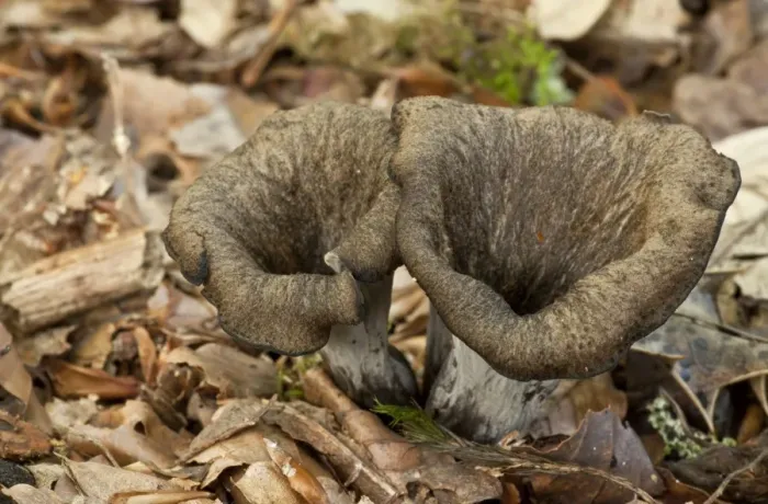 Framed Print : Horn of Plenty (Craterellus cornucopioides) fruiting bodies, growing amongst leaf litter in woodland, New Forest