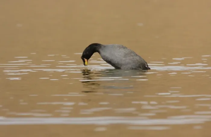Framed Print : Horned Coot (Fulica cornuta) adult, diving, Lagunilla, Jujuy, Argentina, july Framed Print : Horned Coot (Fulica cornuta) adult, diving, Lagunilla, Jujuy, Argentina, july