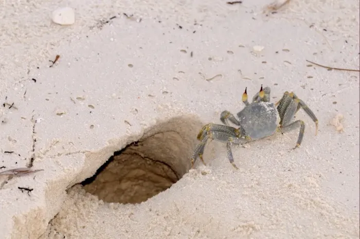 Framed Print : Horned Ghost Crab (Ocypode ceratophthalmus) adult, standing at entrance to burrow on sandy beach, Maldives, march Framed Print : Horned Ghost Crab (Ocypode ceratophthalmus) adult, standing at entrance to burrow on sandy beach, Maldives, march