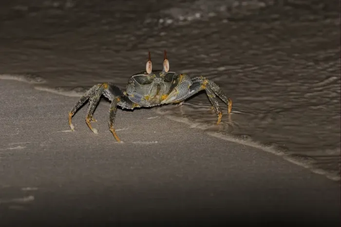Framed Print : Horned Ghost Crab (Ocypode ceratophthalmus) adult, standing in tideline on sandy beach at night, Maldives, march Framed Print : Horned Ghost Crab (Ocypode ceratophthalmus) adult, standing in tideline on sandy beach at night, Maldives, march