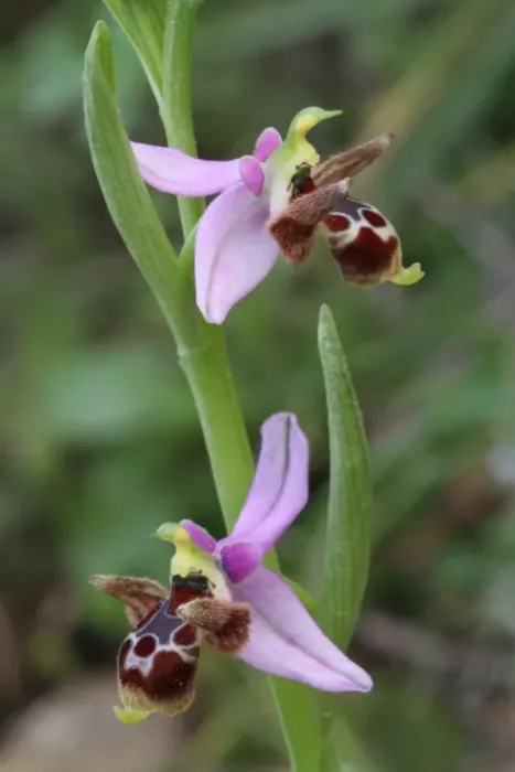 Framed Print : Horned Orchid (Ophrys cornuta) close-up of flowers, Peloponesos, Southern Greece, april Framed Print : Horned Orchid (Ophrys cornuta) close-up of flowers, Peloponesos, Southern Greece, april