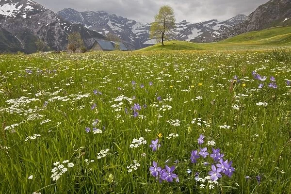 Horned Pansy (Viola cornuta) flowering, growing with mixed wildflowers in hay meadow habitat, Plateau de Saugue