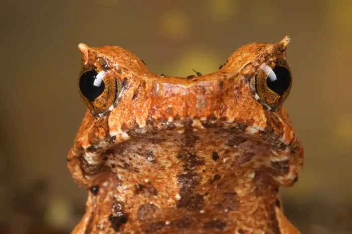 Framed Print : Horned Toad (Xenophrys sp. ) adult, close-up of head, Malaysia Framed Print : Horned Toad (Xenophrys sp. ) adult, close-up of head, Malaysia