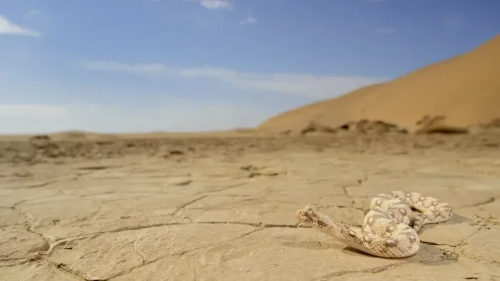 Framed Print : Horned Viper (Bitis caudalis) adult, on dry pan in desert habitat, Namib Desert, Namibia, February