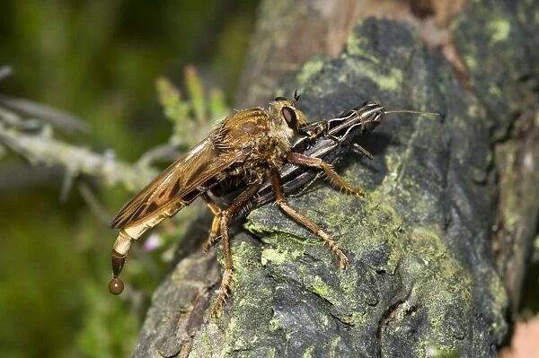 Hornet Robberfly (Asilus crabroniformis) adult, feeding on Common Field Grasshopper (Chorthippus brunneus) prey