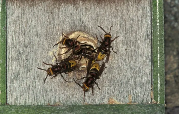 Framed Print : Hornets (Vaspa crabro) Using old bird box
