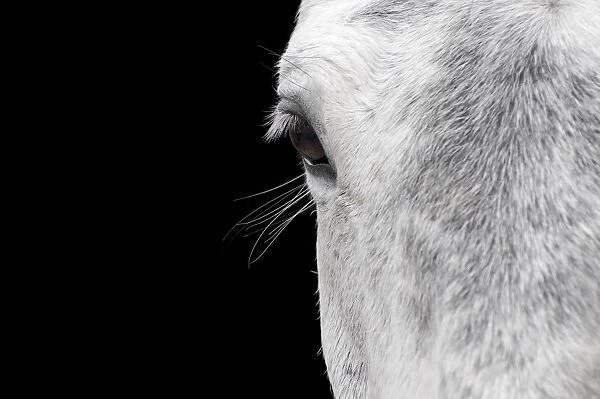 Horse, adult, close-up of head, eyelashes and eye