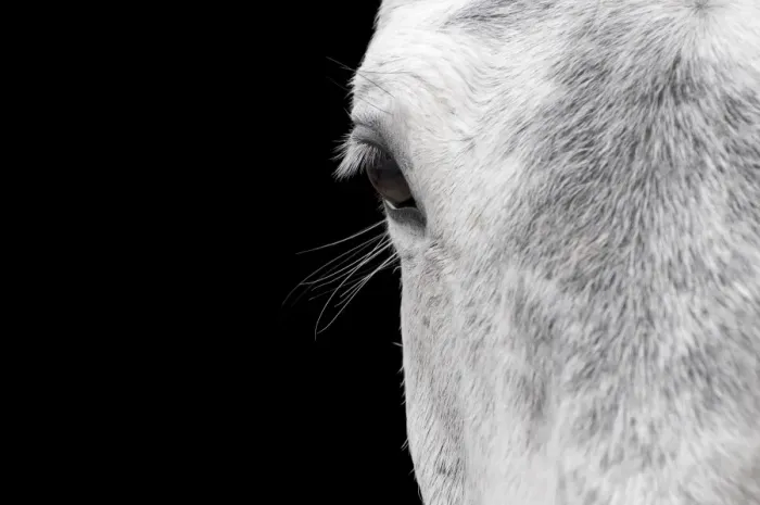 Framed Print : Horse, adult, close-up of head, eyelashes and eye Framed Print : Horse, adult, close-up of head, eyelashes and eye