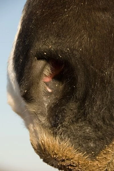Horse, adult, close-up of nose, showing nostril, fine hairs and pink mucosa, Melton Wold, Northern Cape, South Africa