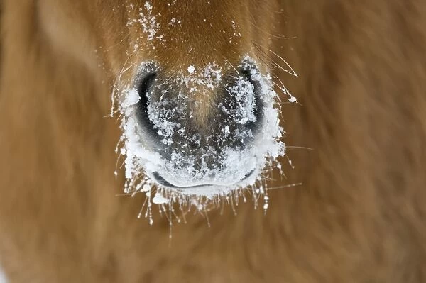 Horse, adult, close-up of snow covered nose, Sweden, winter