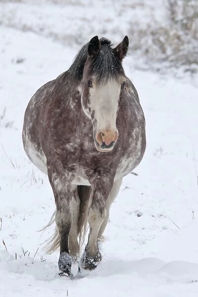 Horse, adult, walking in snow, Yukon, Canada, september