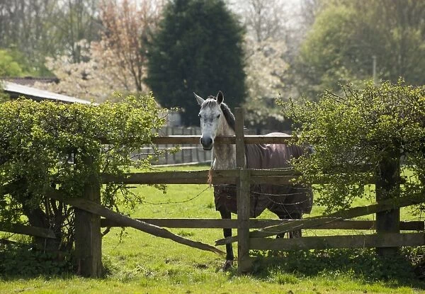 Horse, adult, wearing turnout rug, standing in pasture beside broken wooden fence with barbed wire, Cheshire, England