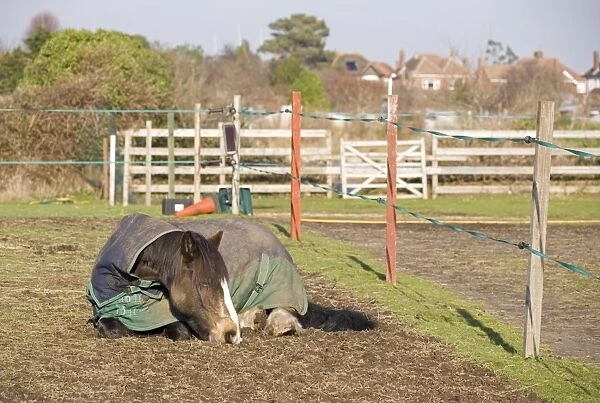 Horse, adult, wearing turnout rug, sleeping beside electric fencing tape around overgrazed paddock, England, february