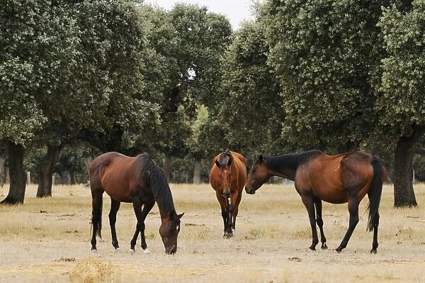Horse, three adults, breed used in bullfighting, grazing in dehesa habitat, Salamanca, Castile and Leon, Spain