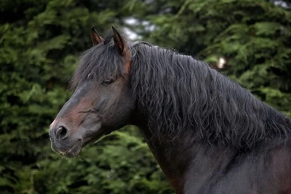 Horse, Andalusian (Pure Spanish Horse or Pura Raza Espanola) adult, close-up of head and neck