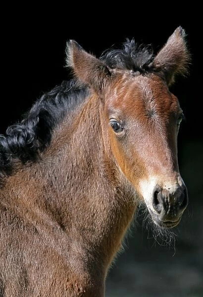 Horse, bay foal, close-up of head, Pembrokeshire, Wales