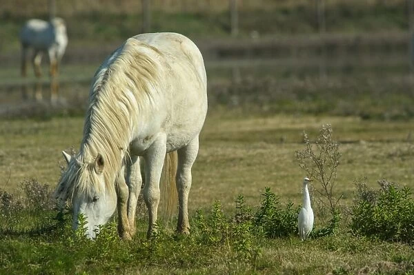 Horse, Camargue type, adult, grazing, with Cattle Egret (Bubulcus ibis) adult, Isola della Cona Wetland Reserve