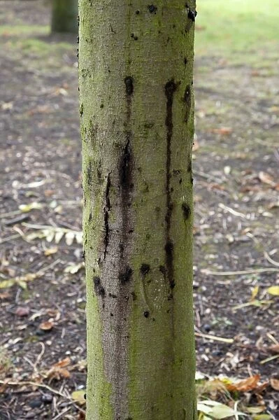 Horse Chestnut (Aesculus hippocastanum) close-up of 10 year old trunk, with Phytophthora bleeding canker, Hanbury