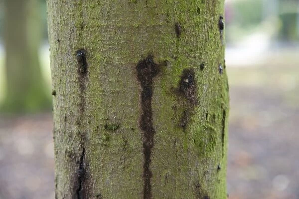 Horse Chestnut (Aesculus hippocastanum) close-up of ten-year old trunk, with Phytophthora bleeding canker, Hanbury