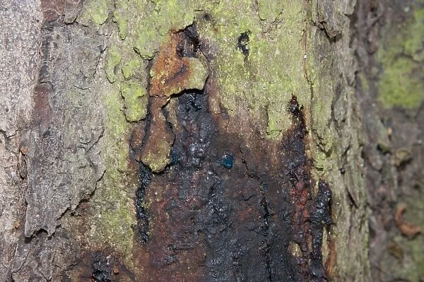 Horse Chestnut (Aesculus hippocastanum) close-up of 150 year old trunk, with Phytophthora bleeding canker, Hanbury