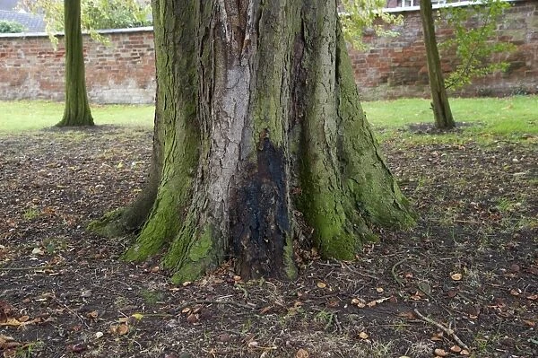 Horse Chestnut (Aesculus hippocastanum) 150 year old trunk, with Phytophthora bleeding canker, Hanbury, Tutbury