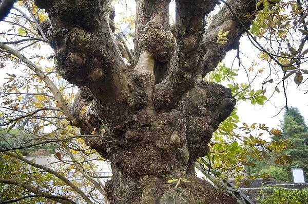 Horse Chestnut (Aesculus hippocastanum) burrs on trunk, Chipping, Lancashire, England, october