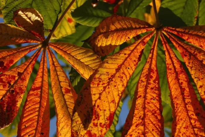 Framed Print : Horse Chestnut (Aesculus hippocastanum) close-up of leaves, autumn colour, Powys, Wales, october Framed Print : Horse Chestnut (Aesculus hippocastanum) close-up of leaves, autumn colour, Powys, Wales, october