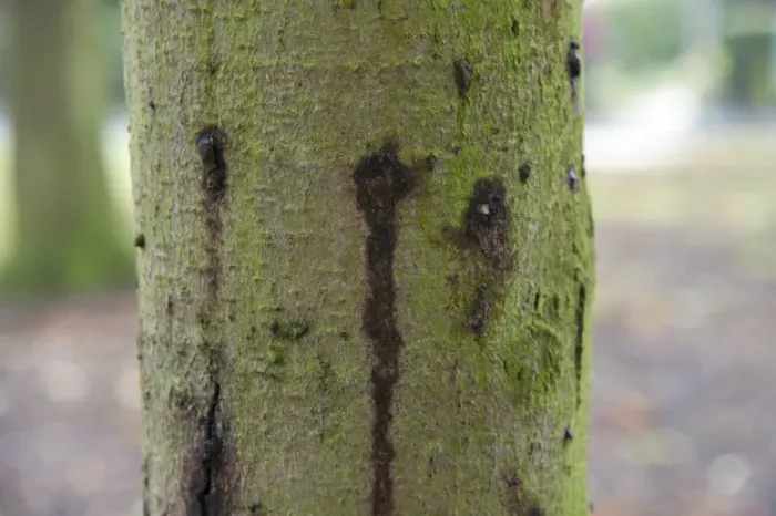 Framed Print : Horse Chestnut (Aesculus hippocastanum) close-up of ten-year old trunk, with Phytophthora bleeding canker, Hanbury Framed Print : Horse Chestnut (Aesculus hippocastanum) close-up of ten-year old trunk, with Phytophthora bleeding canker, Hanbury