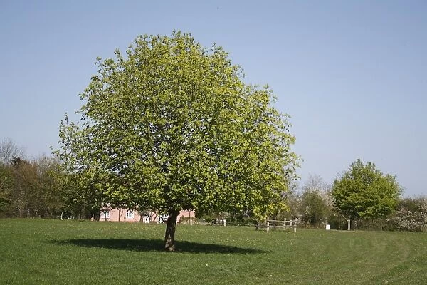 Horse Chestnut (Aesculus hippocastanum) habit, growing in meadow, Barking Tye, Suffolk, England, april