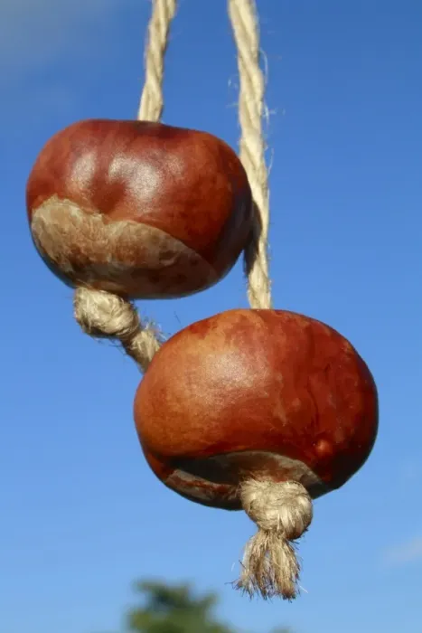 Framed Print : Horse Chestnut (Aesculus hippocastanum) two nuts, threaded on strings for traditional game of conkers, Bacton, Suffolk Framed Print : Horse Chestnut (Aesculus hippocastanum) two nuts, threaded on strings for traditional game of conkers, Bacton, Suffolk