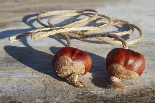 Horse Chestnut (Aesculus hippocastanum) two nuts, threaded on strings for traditional game of conkers, Bacton, Suffolk