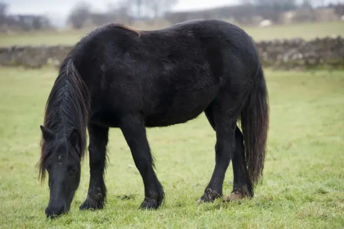 Framed Print : Horse, Dales Pony adult, grazing in pasture, Cumbria, England, November Framed Print : Horse, Dales Pony adult, grazing in pasture, Cumbria, England, November