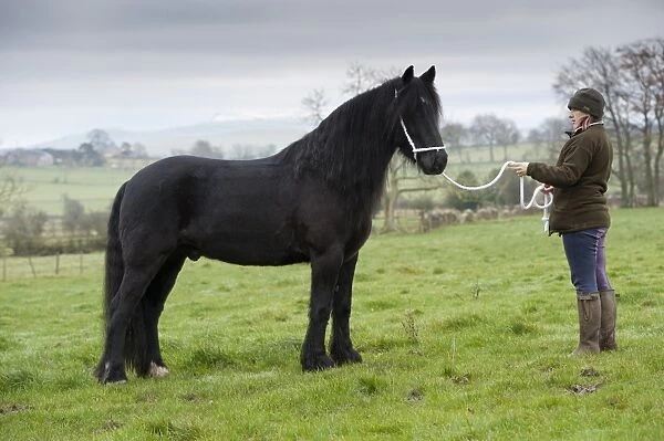 Horse, Dales Pony stallion, standing in pasture, on halter held by woman, Cumbria, England, November