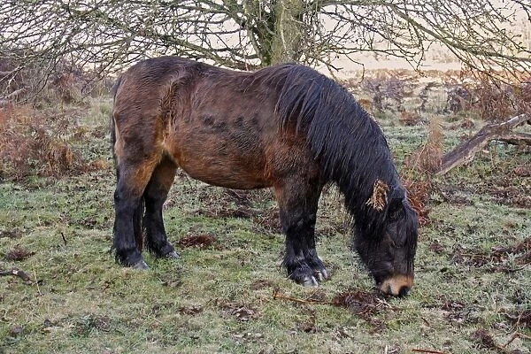 Horse, Dartmoor Pony, adult, grazing on heathland at dawn, used for conservation grazing management on heathland
