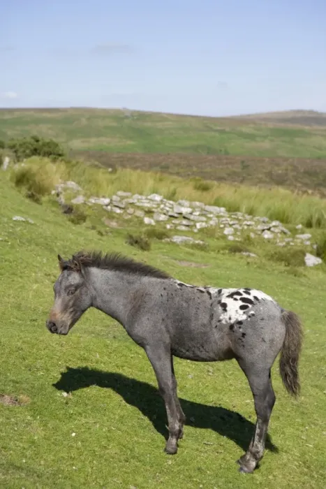 Framed Print : Horse, Dartmoor Pony, foal, grazing on moorland habitat, Dartmoor N. P. Devon, England, July Framed Print : Horse, Dartmoor Pony, foal, grazing on moorland habitat, Dartmoor N. P. Devon, England, July