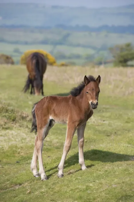 Framed Print : Horse, Dartmoor Pony, foal, standing on moorland, with mare grazing in background, Dartmoor, Devon, England, June Framed Print : Horse, Dartmoor Pony, foal, standing on moorland, with mare grazing in background, Dartmoor, Devon, England, June