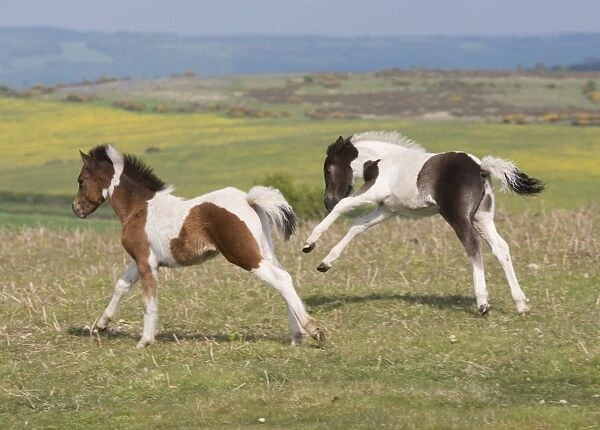 Horse, Dartmoor Pony, two foals, galloping on moorland, Dartmoor, Devon, England, June