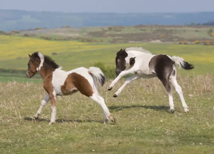 Framed Print : Horse, Dartmoor Pony, two foals, galloping on moorland, Dartmoor, Devon, England, June Framed Print : Horse, Dartmoor Pony, two foals, galloping on moorland, Dartmoor, Devon, England, June