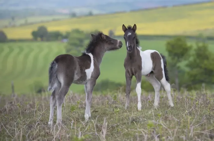 Framed Print : Horse, Dartmoor Pony, two foals, interacting on moorland, Dartmoor, Devon, England, June Framed Print : Horse, Dartmoor Pony, two foals, interacting on moorland, Dartmoor, Devon, England, June