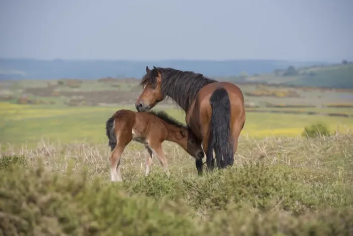 Framed Print : Horse, Dartmoor Pony, mare and foal, standing on moorland, Dartmoor, Devon, England, June Framed Print : Horse, Dartmoor Pony, mare and foal, standing on moorland, Dartmoor, Devon, England, June