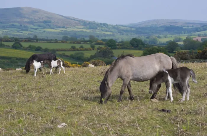 Framed Print : Horse, Dartmoor Pony, mares and foals, grazing on moorland, Dartmoor, Devon, England, June Framed Print : Horse, Dartmoor Pony, mares and foals, grazing on moorland, Dartmoor, Devon, England, June