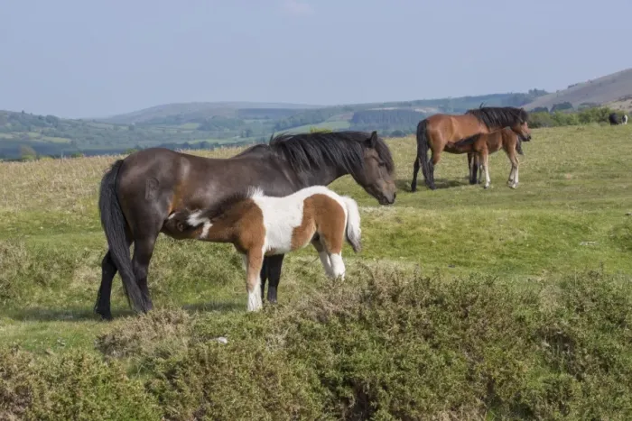 Framed Print : Horse, Dartmoor Pony, mares and foals, suckling, standing on moorland, Dartmoor, Devon, England, June Framed Print : Horse, Dartmoor Pony, mares and foals, suckling, standing on moorland, Dartmoor, Devon, England, June