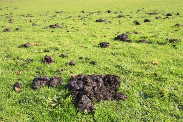 Framed Print : Horse, droppings in pasture, Bacton, Suffolk, England, october Framed Print : Horse, droppings in pasture, Bacton, Suffolk, England, october