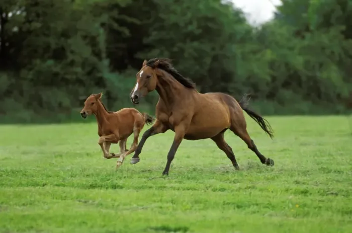 Framed Print : Horse, English Thoroughbred, mare and foal, galloping in meadow Framed Print : Horse, English Thoroughbred, mare and foal, galloping in meadow
