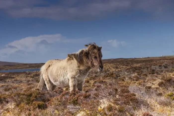 Framed Print : Horse, Eriskay Pony, mare, standing in moorland habitat, South Uist, Outer Hebrides, Scotland, May Framed Print : Horse, Eriskay Pony, mare, standing in moorland habitat, South Uist, Outer Hebrides, Scotland, May
