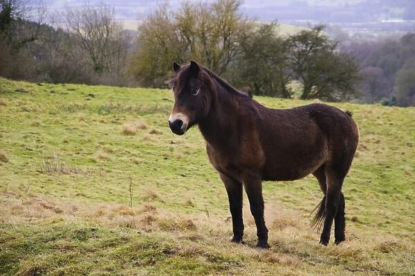 Horse, Exmoor Pony, adult, standing in pasture, Exmoor Pony Trust, North York Moors N. P