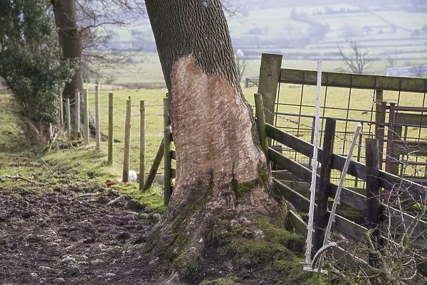 Horse, feeding damage, bark bitten tree trunk at edge of pasture, Chipping, Lancashire, England, February