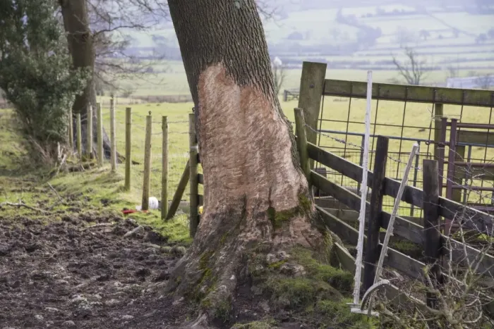 Framed Print : Horse, feeding damage, bark bitten tree trunk at edge of pasture, Chipping, Lancashire, England, February Framed Print : Horse, feeding damage, bark bitten tree trunk at edge of pasture, Chipping, Lancashire, England, February