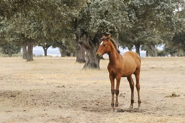 Horse, foal, breed used in bullfighting, standing in dehesa habitat, Salamanca, Castile and Leon, Spain, september