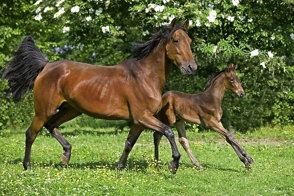 Horse, French Trotter, mare and foal, trotting in paddock, Normandy, France